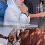 Dewi Perssik Kurban 12 Ekor Sapi pada Iduladha 1447 H, Sebut Harta Hanyalah Titipan Allah